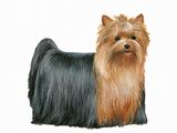 Jouer &agrave; Dogzer